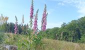 Randonnée Marche Sprimont - dans les bois au nord de Banneux - Photo 14