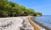 Trail Walking Bouillante - 🦎 Guadeloupe - Morne Lézard 🦎 - Photo 6