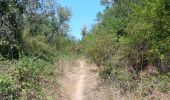 Trail Walking Argelès-sur-Mer - mss larrieu et le tech  - Photo 10
