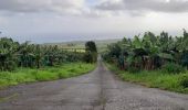 Tocht Stappen Basse-Pointe - Boucle Habitations  Gradis et  Hackaert - Photo 1