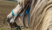 Percorso Equitazione Saint-Martin - Bois chazelle Verdenal domevre Aline yoigo  - Photo 2