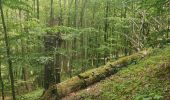 Randonnée A pied Hörselberg-Hainich - Craulaer Kreuz - Photo 3