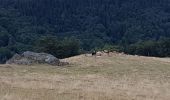 Tour Wandern Büssing - Source de la Moselle - Col de Bussang - Cuisine du Diable - Tête des Perches avec vue Lac des Perches - Photo 6