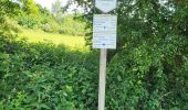 Trail Walking Houffalize - Engreux 190625 - Photo 8