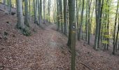 Trail On foot Edertal - Nationalparkrundweg Ochsenwurzelskopf-Route - Photo 7