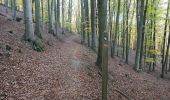 Tour Zu Fuß Edertal - Nationalparkrundweg Ochsenwurzelskopf-Route - Photo 7