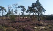 Excursión Senderismo Kalmthout - Kalmthoutse Heide - Photo 6