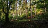 Trail Walking Beauraing - Balade dans la forêt de Felenne-Beauraing - Photo 8