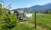 Trail Walking Saint-Martin-d'Uriage - St Niez d'Uriage - Photo 5