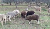 Excursión Senderismo Bormes-les-Mimosas - Trapan ,Pelegrin,Argentiere, la Londe ,Trapan. - Photo 18