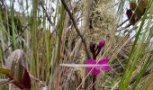 Tocht Stappen Quiroga - Laguna de Cuicocha - Photo 7