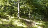 Randonnée Marche Chabreloche - Chabreloche - Les bois noirs - Photo 2