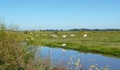 Trail Hybrid bike Rochefort - Rochefort -les marais-embouchure de la Charente  - Photo 5