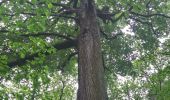 Percorso Marcia Le Mesnil-le-Roi - Huit dans la forêt  - Photo 4