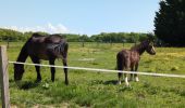 Randonnée Marche Manthelan - Manthelan - le Louroux - via PRs - 20.7km 100m 4h45 (1h) - 2025 04 30 - Photo 15