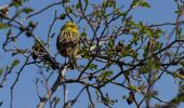 Randonnée A pied Malschwitz - Malešecy - Naturerlebnispfad „Guttauer Teiche & Olbasee