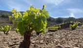 Tocht Stappen Collioure - Collioure col de serre dans les vignes  - Photo 3