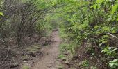 Trail Walking Le Vauclin - Boucle de petit Macabou et grand macabou. - Photo 12