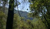 Excursión Senderismo Montauroux - Les gorges de la Siagne et les chênes pluricentenaires - Photo 20