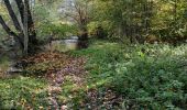 Excursión Senderismo Saint-Hubert - milwart route langs rivier en bos - Photo 19