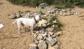 Tocht Stappen Gordes - roundwalk sénanque AND village bories - Photo 13