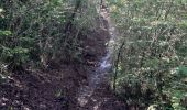 Trail Walking La Trinité - Forêt de l'anse spourtoune  - Photo 7
