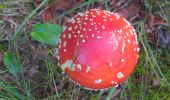 Tocht Stappen Cornimont - COL DE MORBIEUX - Photo 1