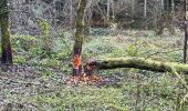 Trail Walking Houffalize - Achouffe 12 Km - Photo 4