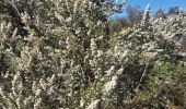 Tour Wandern Grimaud - Grimaud - le pont des fées - Mont Roux 11.3.23 - Photo 2