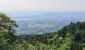 Tour Wandern Gex - belvédère de la redoute  - Photo 2