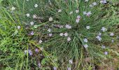 Trail Walking Trans-en-Provence - vallon du Rousset la Motte  - Photo 3