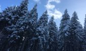 Randonnée A pied Inconnu - Gipfelwanderweg Suhl (Thüringer Wald) - Photo 3