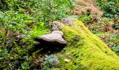 Trail On foot Fontainebleau - Fontainebleau les monts de Fay - Photo 2