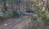 Trail Walking Rion-des-Landes - le maubay, Beyic, Maubay, Galleben, et retour - 9.5 - Photo 1