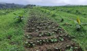 Trail Walking Le Lorrain - Rando Bananeraie La Rougerie - Photo 9