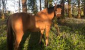 Trail Horseback riding Vercourt - Bibine jacinthe VERCOURT  - Photo 3
