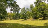 Tour Zu Fuß Dillenburg - Rothaarsteigspur Wacholderweg - Photo 1