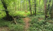 Tour Wandern Soucy - Petite promenade dans la forêt de SOUCY  - Photo 4