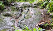 Excursión Senderismo Saint-Claude - Guadeloupe - Chute du Galion - La Citerne - Photo 5