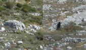 Tocht Stappen Tourrettes-sur-Loup - Puy de Naouri de Tourrettes sur Loup - Photo 1