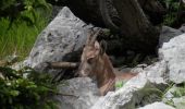 Excursión Senderismo Glières-Val-de-Borne - lac de lessy_paradis - Photo 8