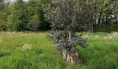 Percorso A piedi Soignies - balade du Pont Wazon  - Photo 7