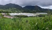 Tour Wandern Le Morne-Rouge - Morne Jacob via Morne-Rouge - Photo 3