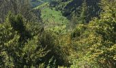 Excursión Senderismo Salvezines - Le Caunil. Maison forestière par Puylaurens  - Photo 4