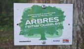Tour Wandern Metzeral - Tour Steinabruck - Mittlach - Photo 13