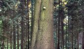 Tocht Stappen Tervuren - Arboretum tra Nuovo e Vecchio mondo (castanea dentata) - Photo 16