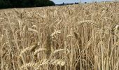 Tour Wandern Gesves - Faulx-lesTombes - Photo 18