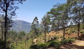 Trail Walking Dangolla - Sri-08 Kandy - Nuwara Eliya - Photo 7