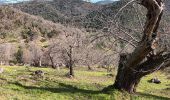 Trail Walking Collobrières - Les Maures-Collobrières-15-03-23 - Photo 4