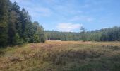 Tocht Stappen Martelange - rando forêt d anlier 17/09/2021 - Photo 4